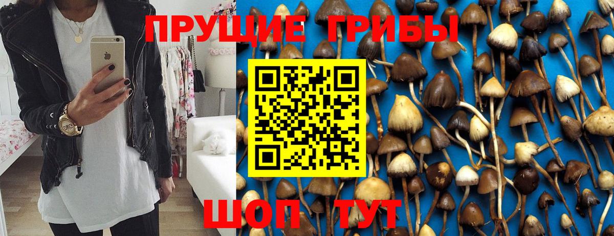 Галлюциногенные грибы Psilocybe Братск